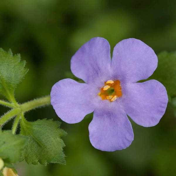 Bacopa Scopia 'Gulliver Blue' – bakopa, sadzonka